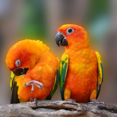 Collection - Conures