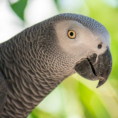 Grey Parrots