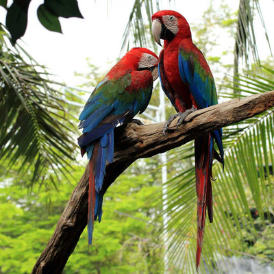 Collection - Macaws