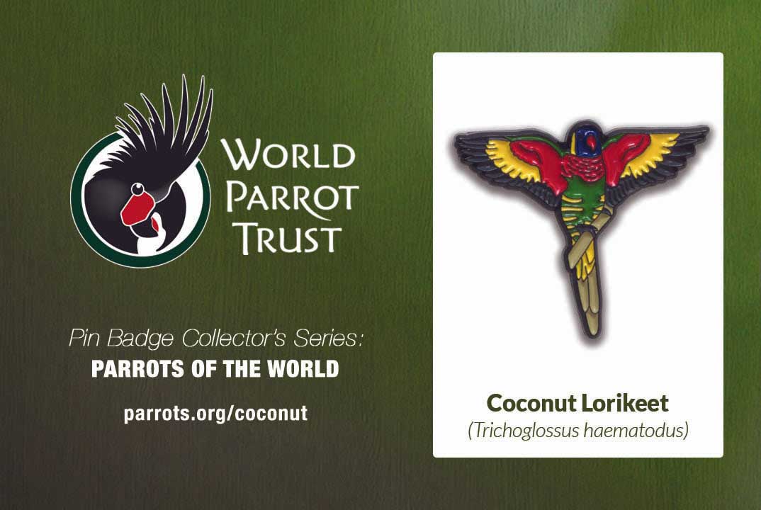 Enamel Pin | Coconut Lorikeet