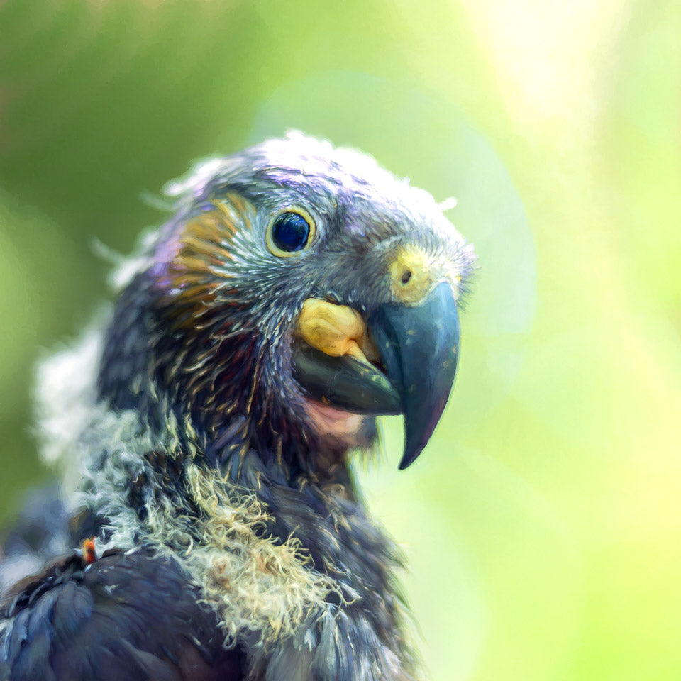 Judi Lapsley Miller | Curious Kākā Nestling