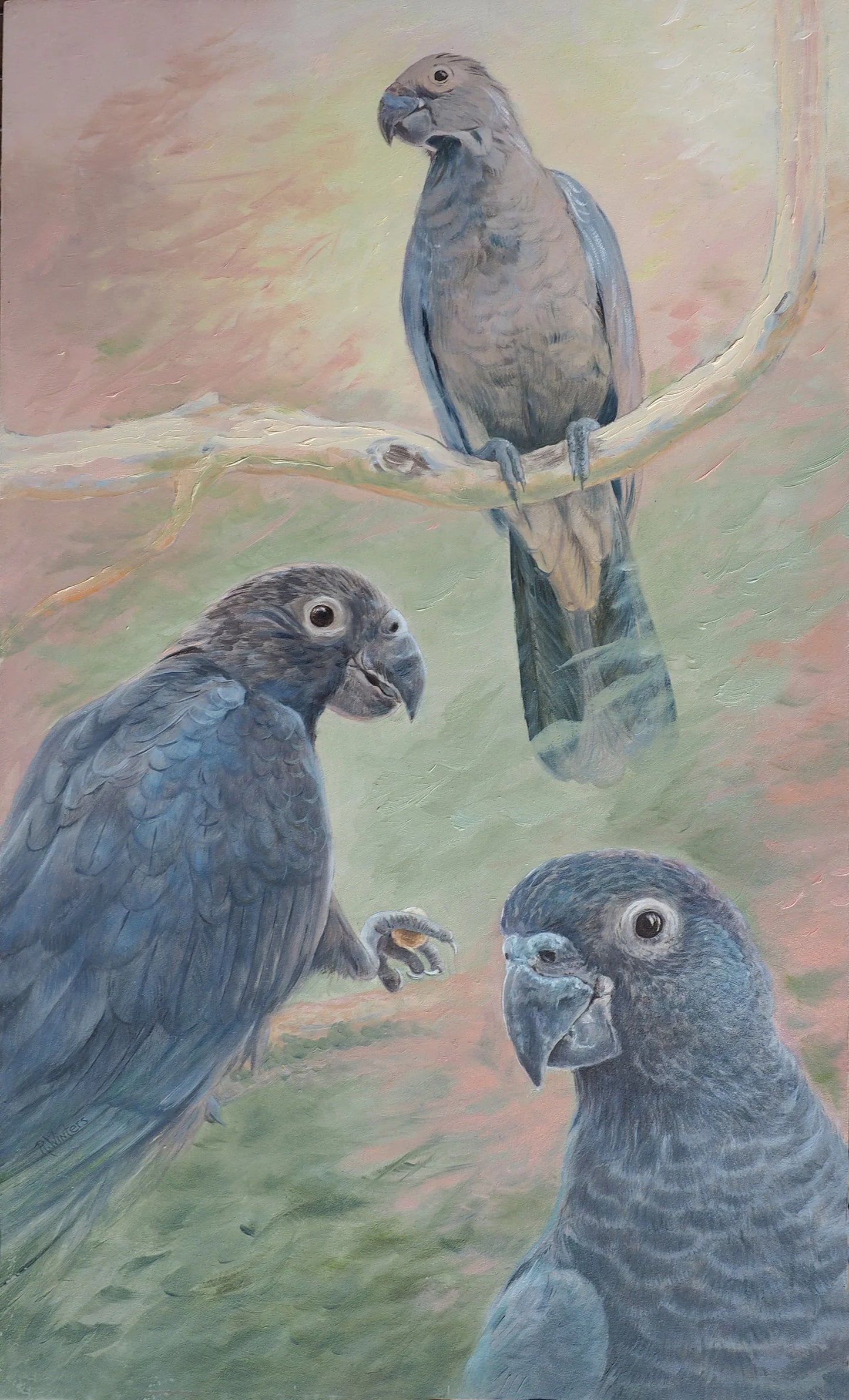 Ria Winters | Greater Vasa Parrots