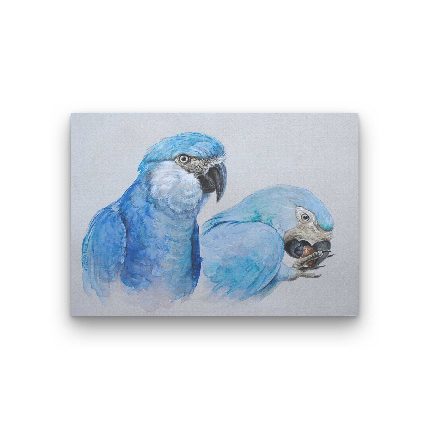 Ria Winters | Spix's Macaws