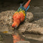 Greeting Card (photo) | Scarlet Macaw (2)
