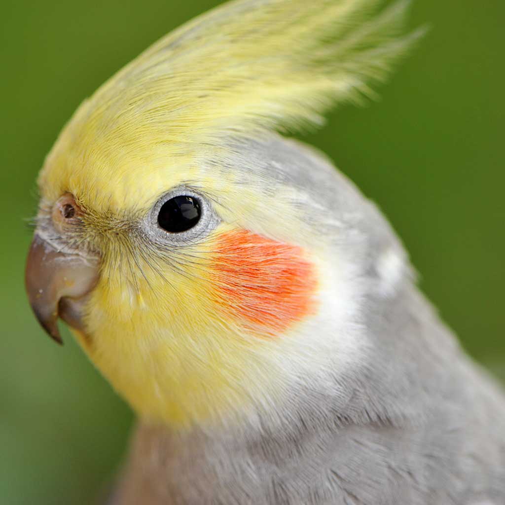 Cockatiels – Shop World Parrot Trust