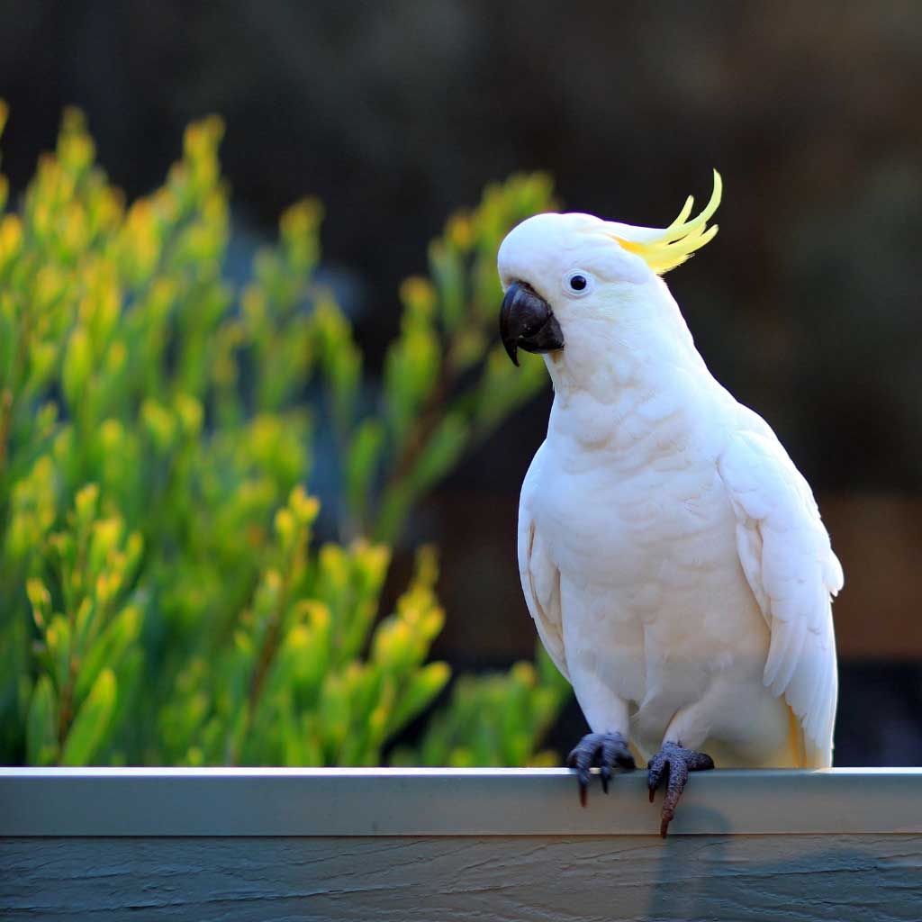 Cockatoos – Shop World Parrot Trust