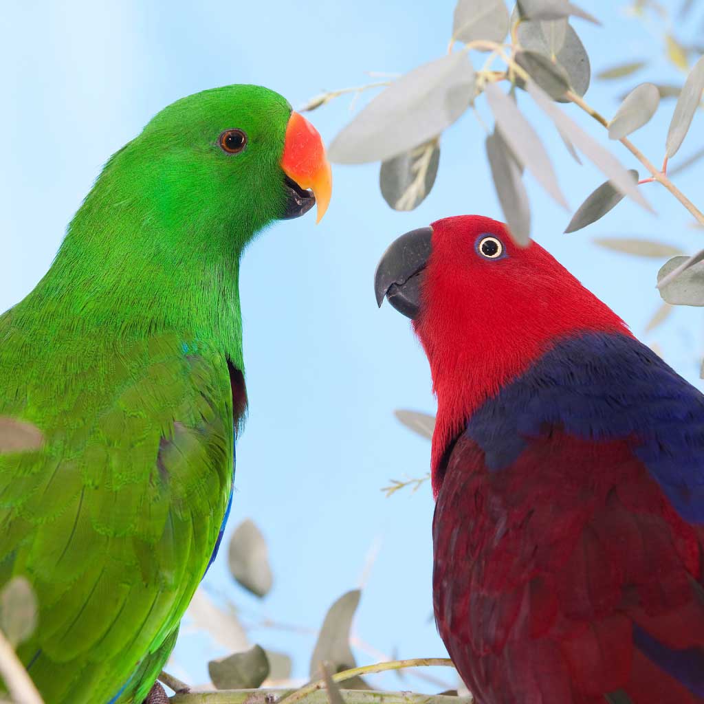 Eclectus – Shop World Parrot Trust