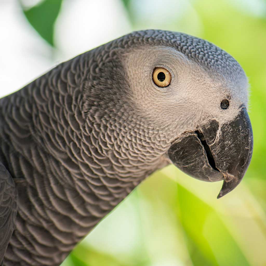 Grey Parrots – Shop World Parrot Trust