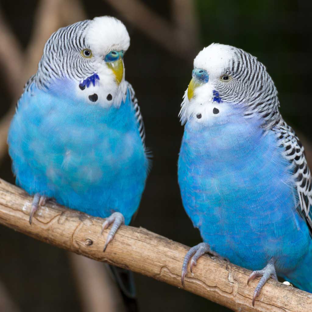 Parakeets – Shop World Parrot Trust