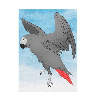 African Grey Parrot Poster