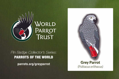 Enamel Pin | African Grey Parrot (2)