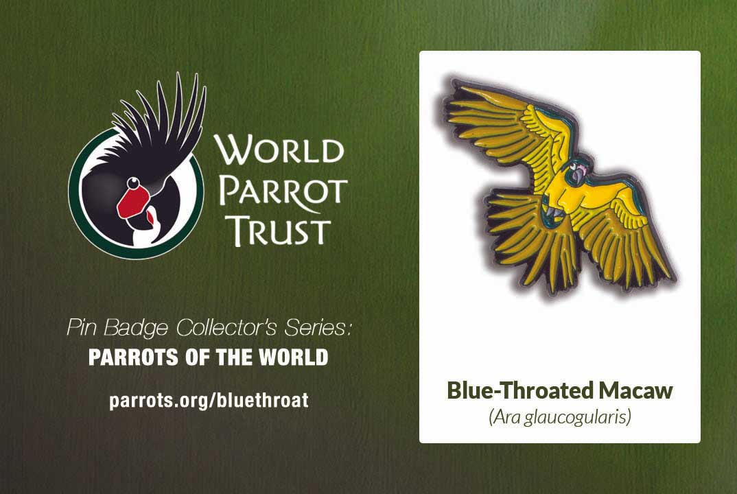 Enamel Pin | Blue-throated Macaw
