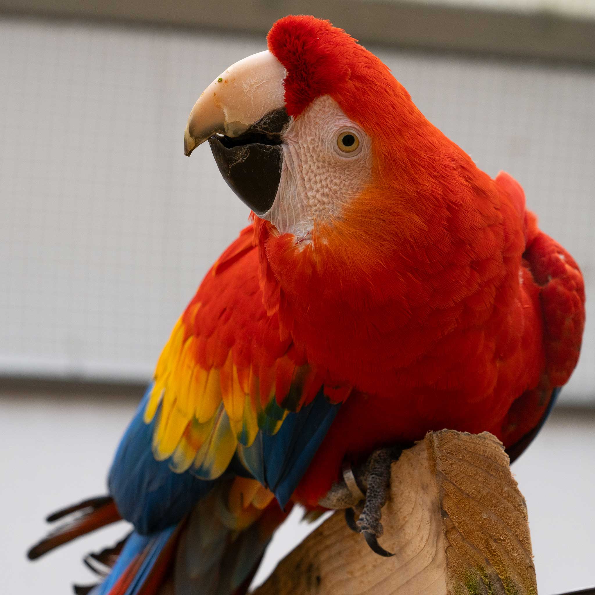 Symbolic Adoption | Simon – Shop World Parrot Trust