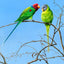 Jeremy Paul | Blossom-headed Parakeets