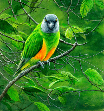 Jeremy Paul | Senegal Parrot