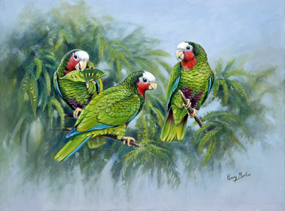 Penny Meakin | Cuban Amazon Parrots