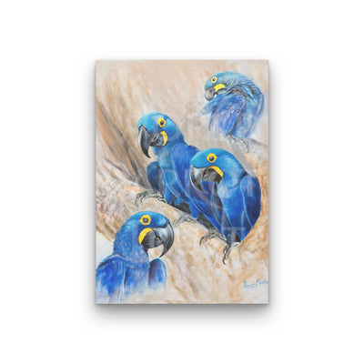 Penny Meakin | Hyacinth Macaws
