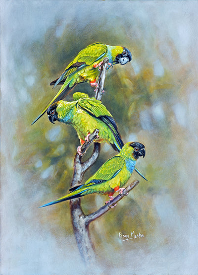 Penny Meakin | Nanday Parakeets
