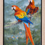 Penny Meakin | Scarlet Macaws