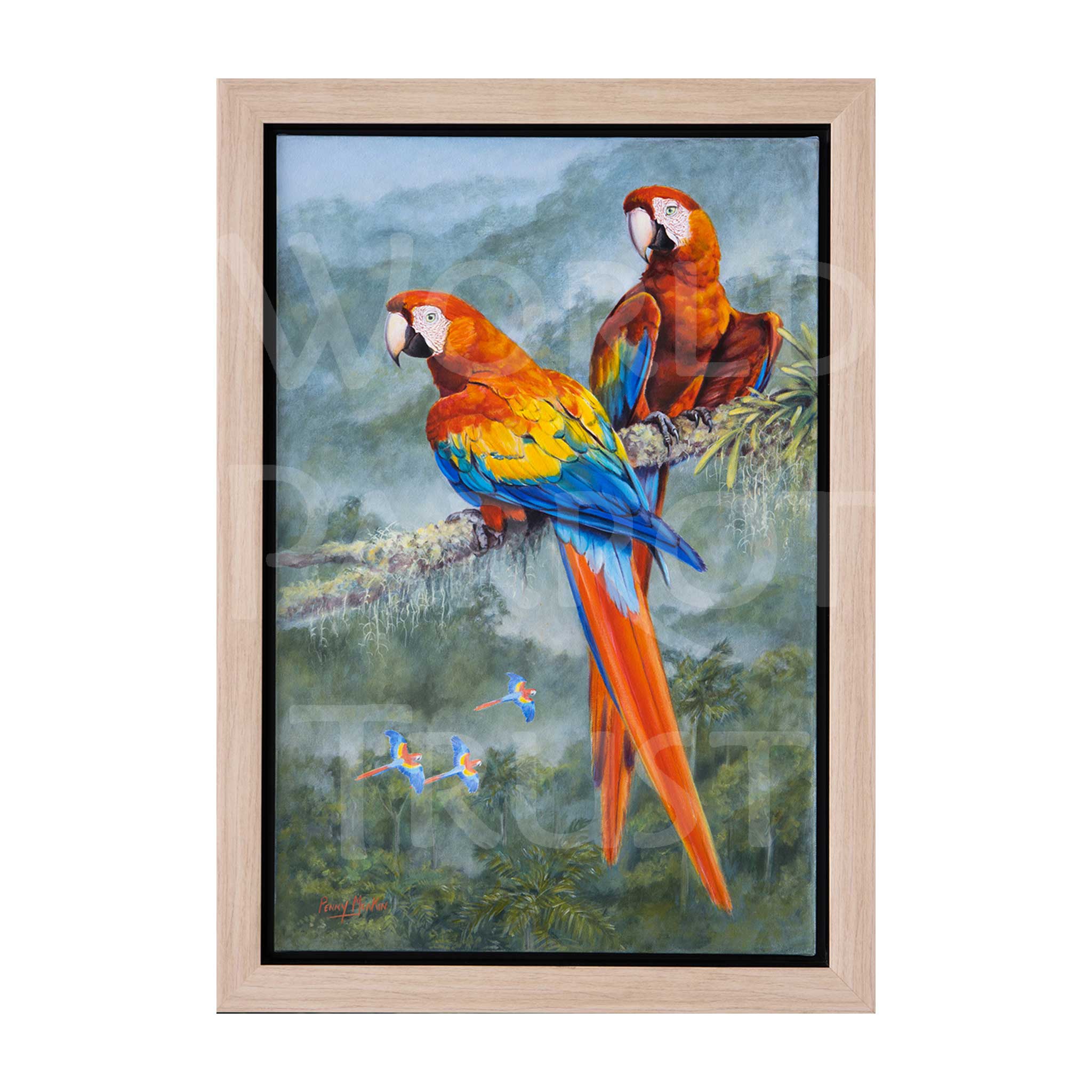 Penny Meakin | Scarlet Macaws – Shop World Parrot Trust