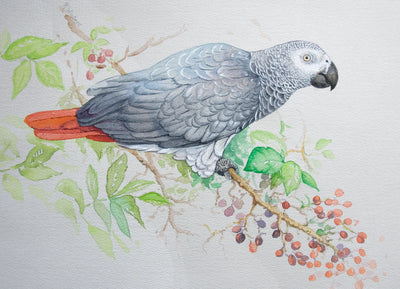 Ria Winters | African Grey Parrot