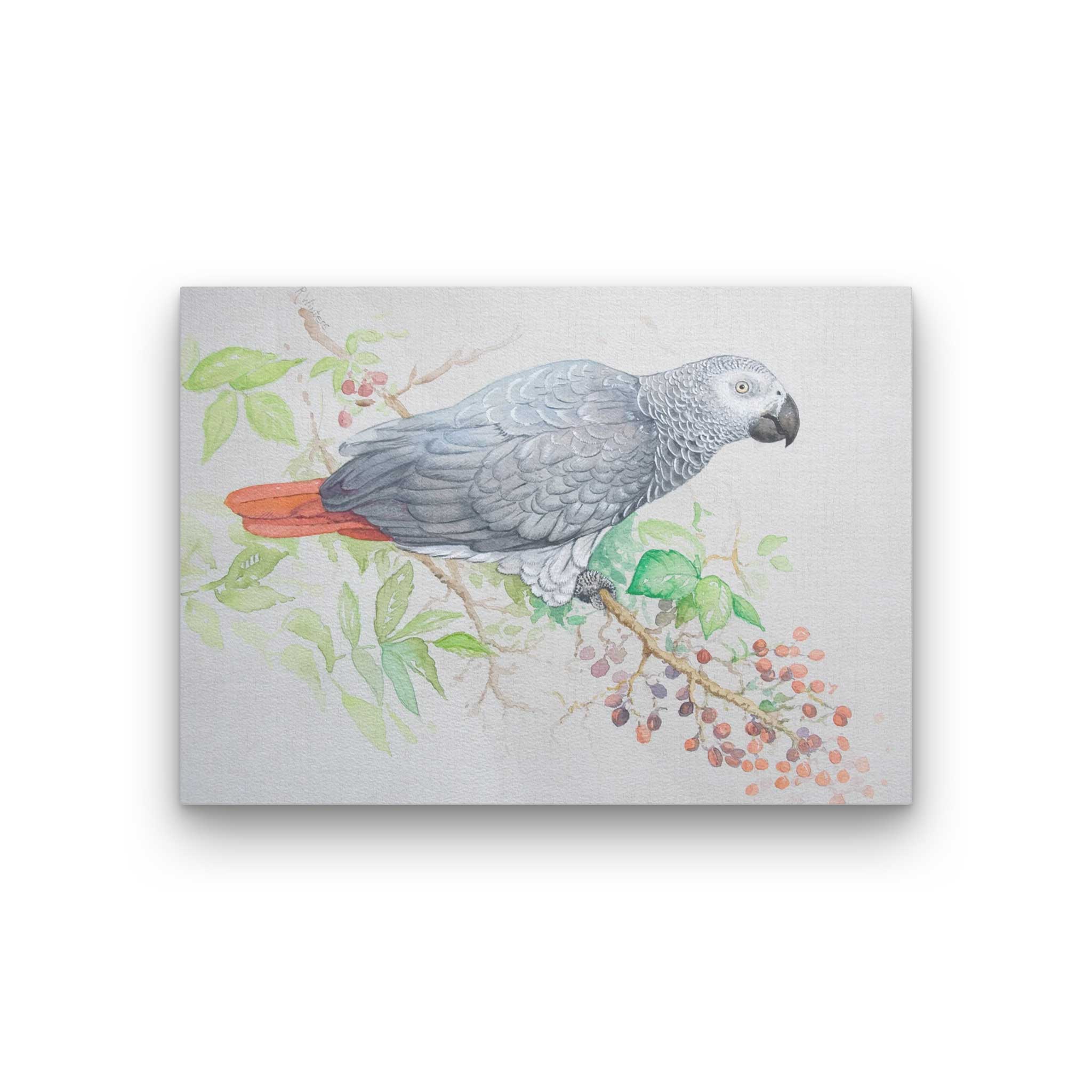 Ria Winters | African Grey Parrot – Shop World Parrot Trust