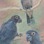 Ria Winters | Greater Vasa Parrots