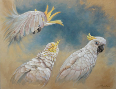 Ria Winters | Sulphur-crested Cockatoos