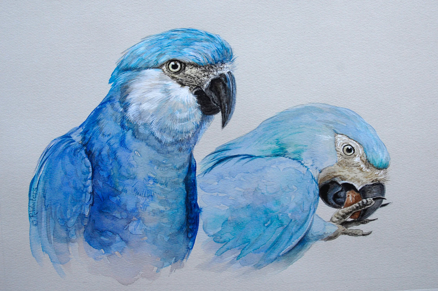 Ria Winters | Spix's Macaws