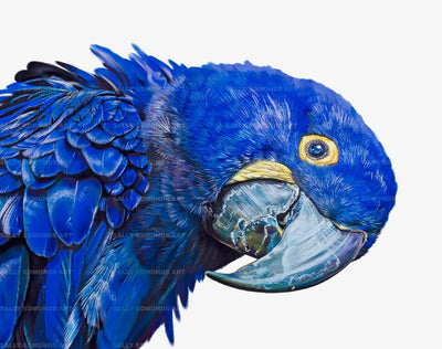 Sally Edmonds | Hyacinth Macaw