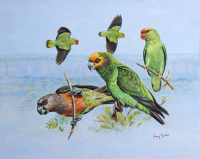 Penny Meakin | Ethiopian Parrots