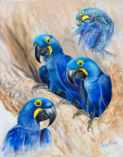 Penny Meakin | Hyacinth Macaws