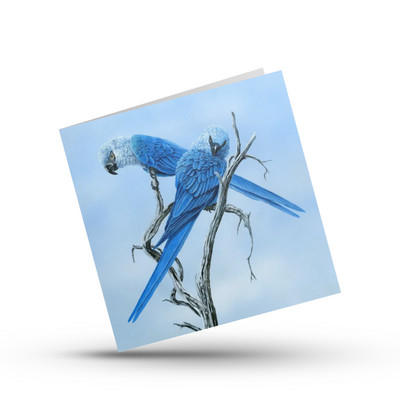 Greeting Card | Spix's Macaws (2)
