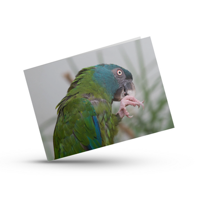Greeting Card (photo) | Blue-headed Macaw