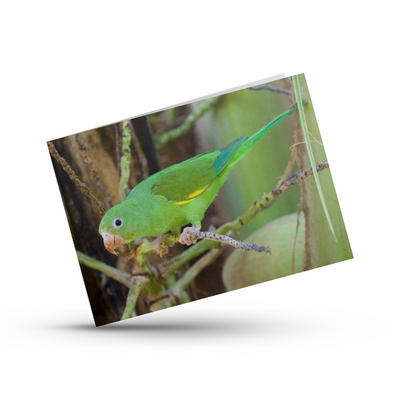 Greeting Card (photo) | Yellow-chevroned Parakeet