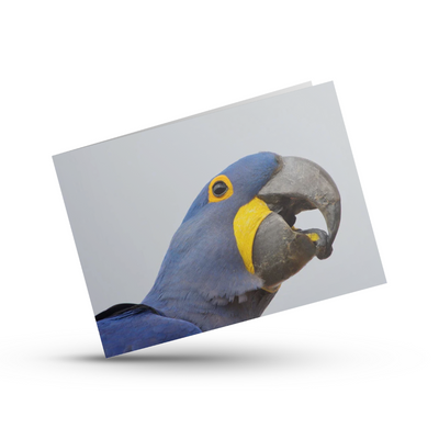 Greeting Card (photo) | Hyacinth Macaw