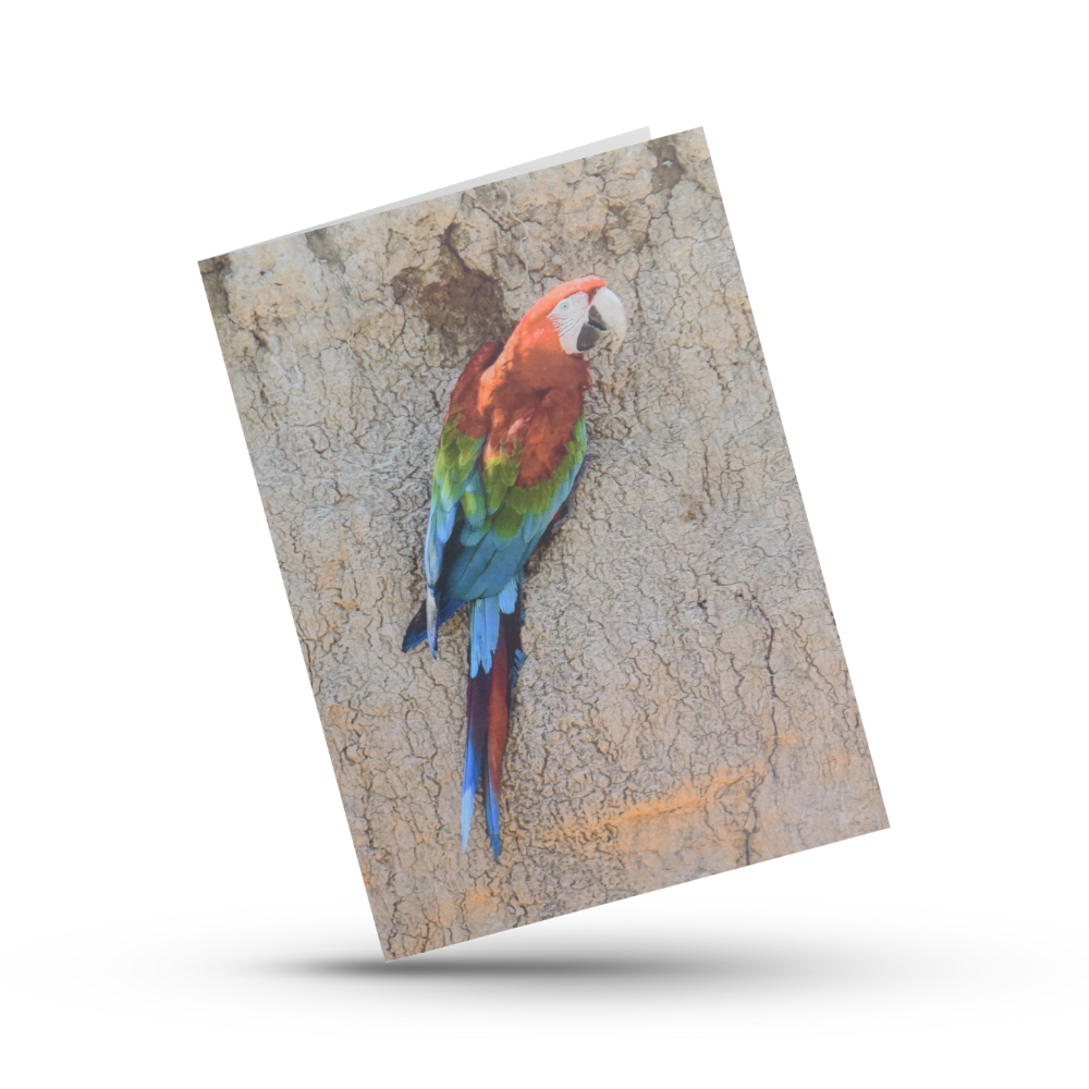 Greeting Card (photo) | Red-and-green Macaw