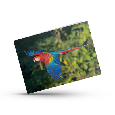 Greeting Card (photo) | Scarlet Macaw (1)
