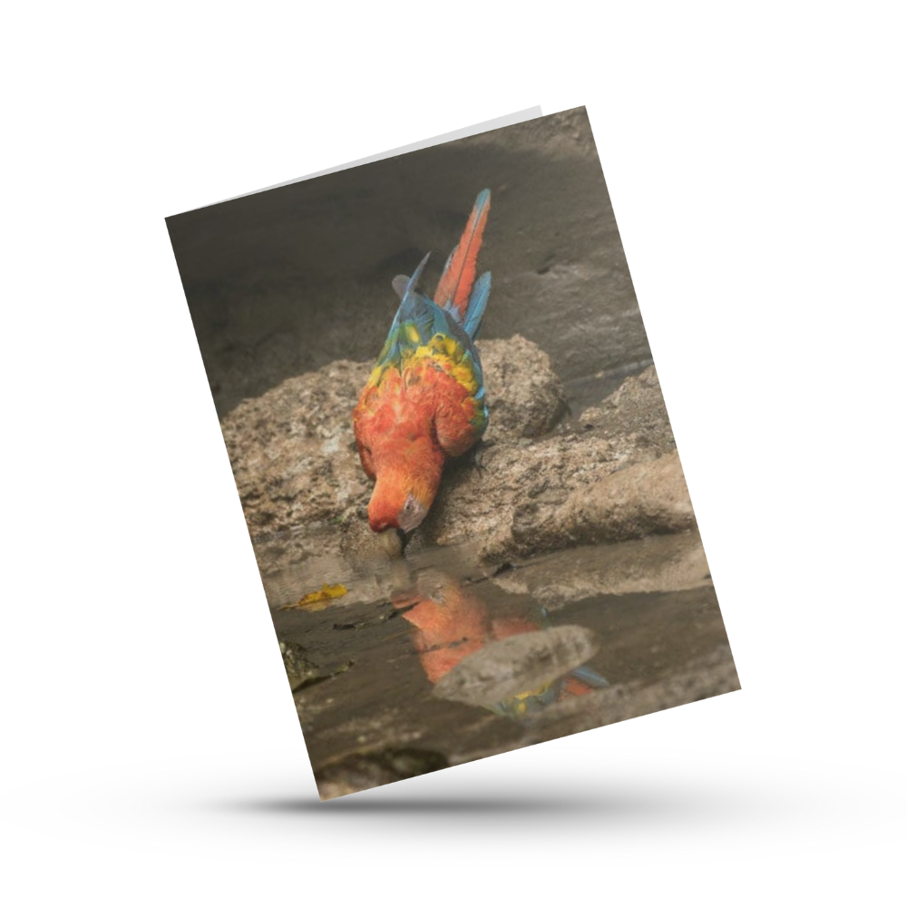 Greeting Card (photo) | Scarlet Macaw (2)