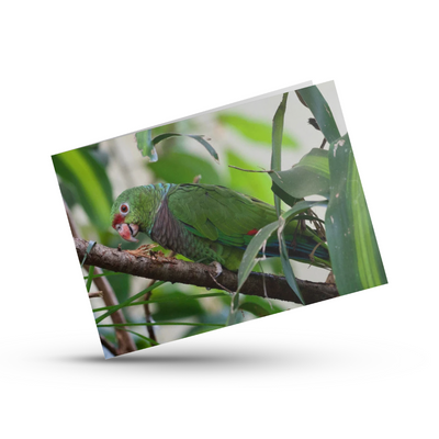 Greeting Card (photo) | Vinaceous Amazon