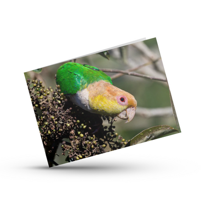 Greeting Card (photo) | White-bellied Parrot