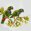 Penny Meakin | Scaly-headed Parrots