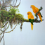 Greeting Card | Golden Conures