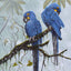 Greeting Card | Hyacinth Macaws
