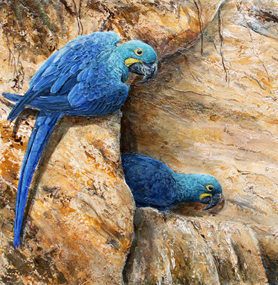 Greeting Card | Lear's Macaws