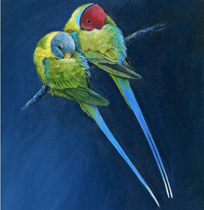 Greeting Card | Plum-headed Parakeets