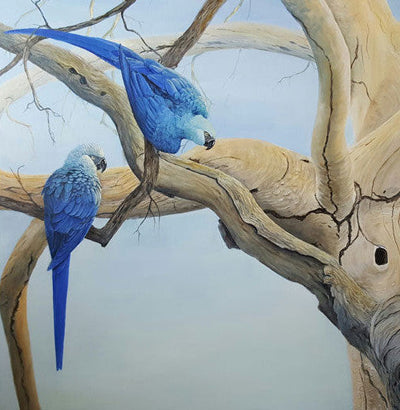 Greeting Card | Spix's Macaws (1)