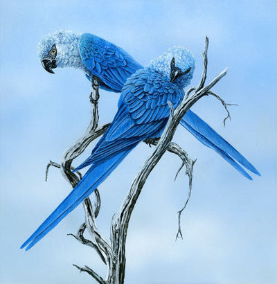 Greeting Card | Spix's Macaws (2)
