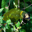 Greeting Card (photo) | Yellow-collared Macaw