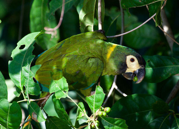 Greeting Card (photo) | Yellow-collared Macaw